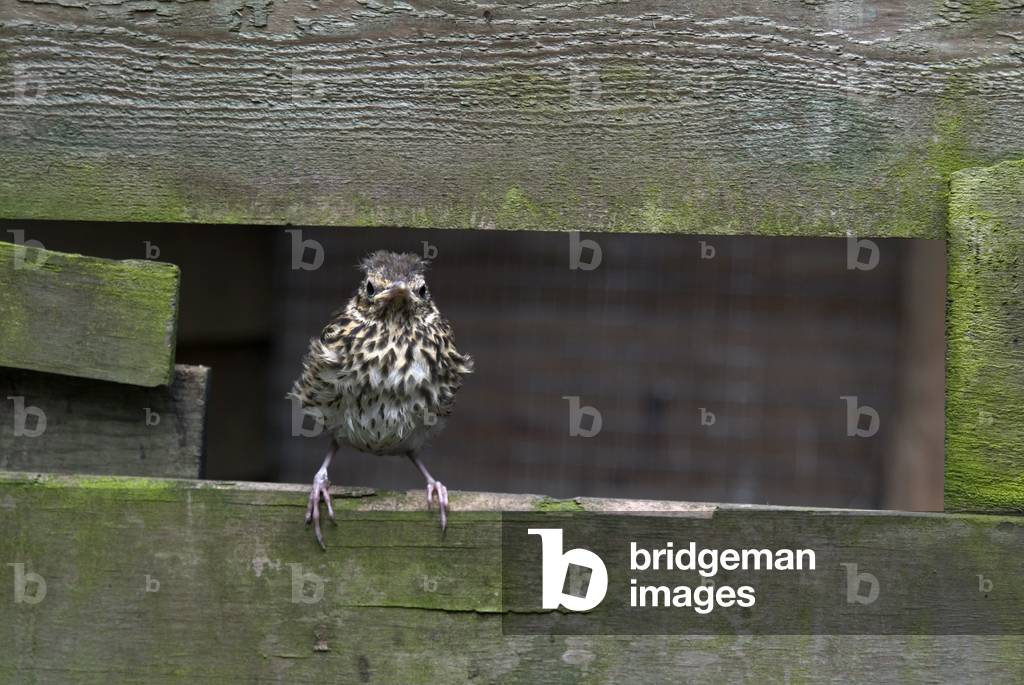 Songthrush fledgling, Gower, South Wales (photo)