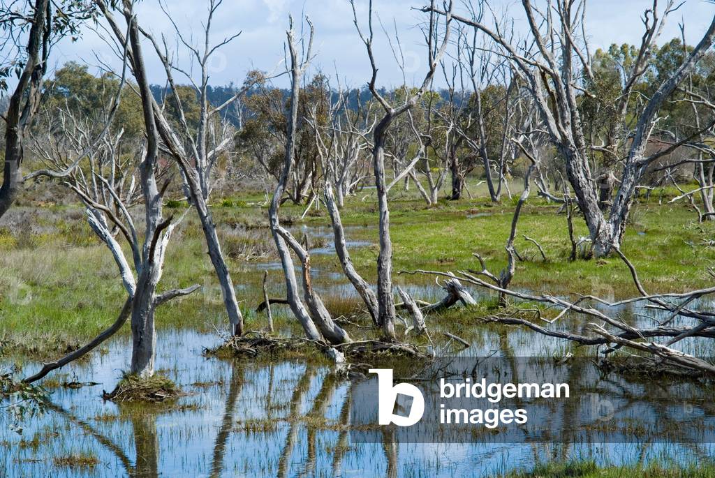 Waterlogging, salinity damage, dead & dying trees, due to rising watertable 'Three Mile Flat' demonstration site, Wundowie, Wheatbelt, Western Australia (photo)