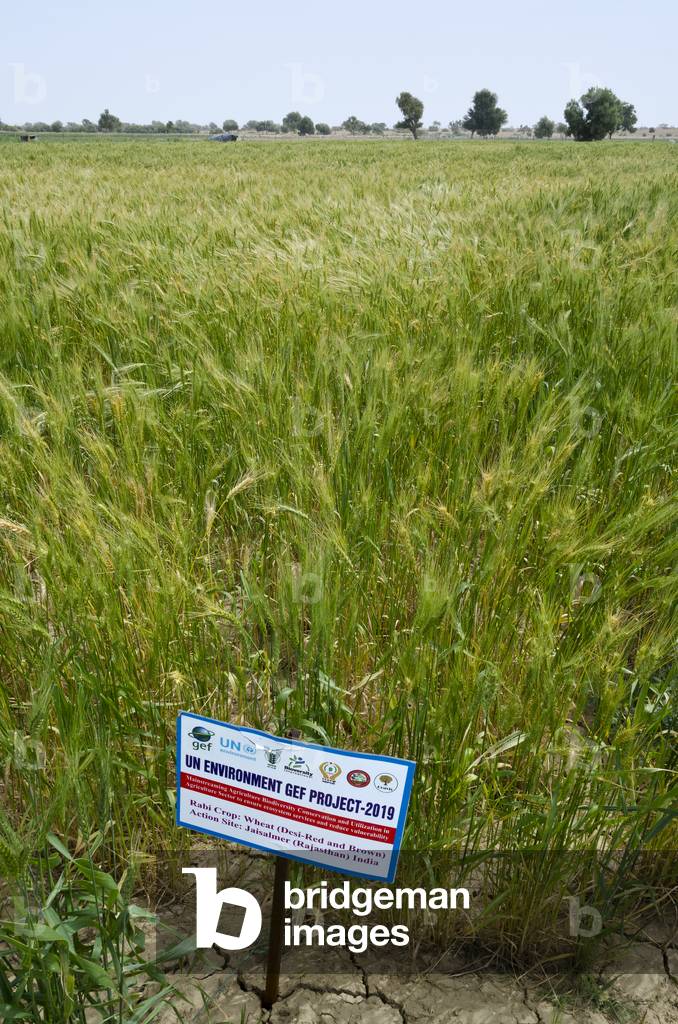 Wheat crop in a UN desert agriculture and rainwater harvesting  project, Thar Desert, Rajasthan, India (photo)