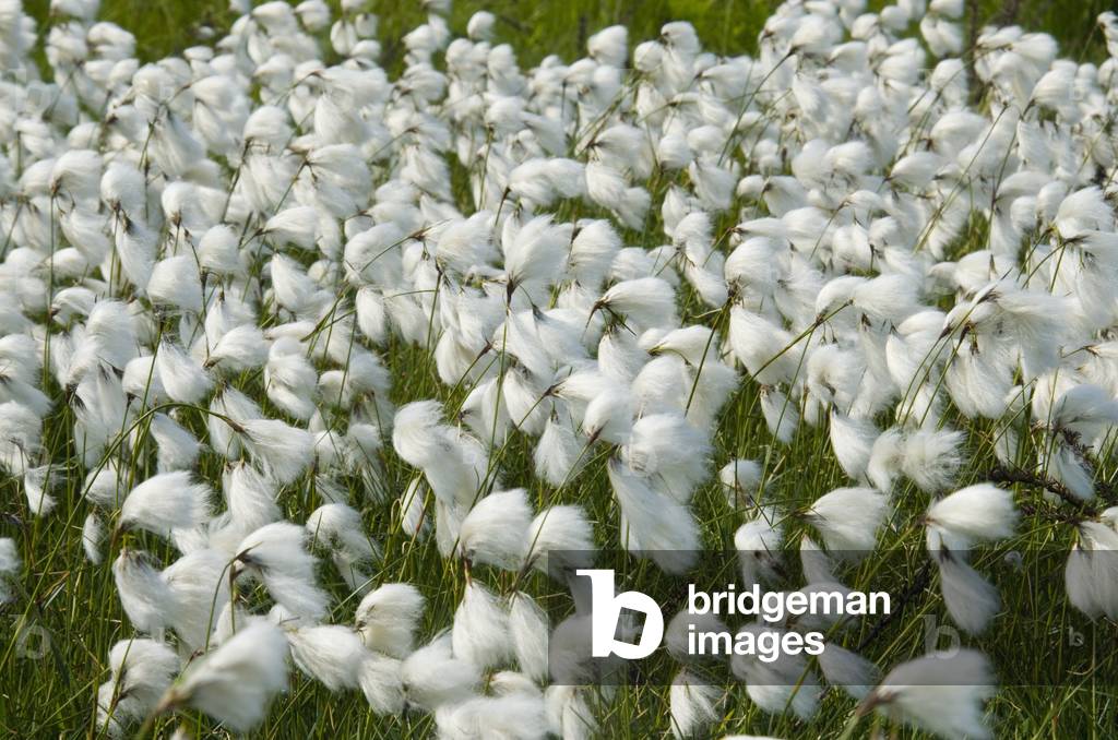 Common Cottongrass (Eriophorum angustifolium) flowering on swampy grassland, Welsh Moor Common, Gower, S.Wales, UK (photo)