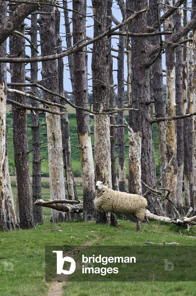 Welsh sheep standing at foot of dead trees in salt marsh, Cwm Ivy Marsh, Llanmadoc, Gower, South Wales, UK (photo)