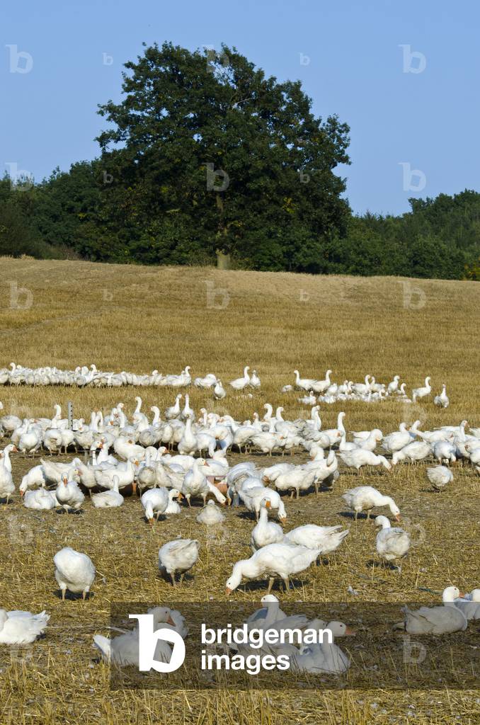 Flock of Freerange Geese, Heyringhoff Poultry Farm, Lohfelden, North Hesse, Germany (photo)