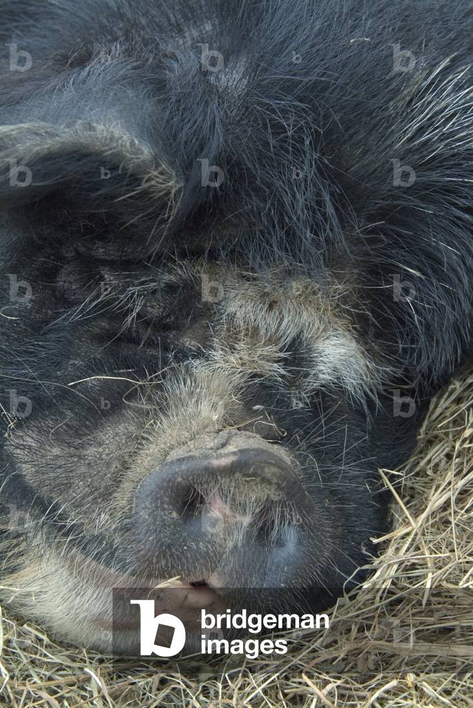 Sleeping Kunekune Pig, National Botanic Garden of Wales, Llanarthne, Dyfed, South Wales, United Kingdom (photo)