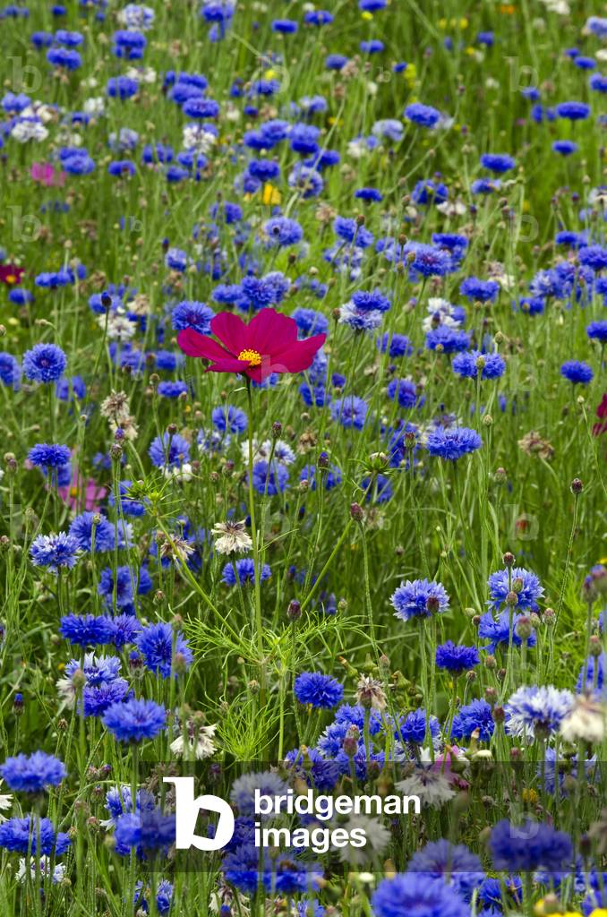 Flowering Cosmos in Flower Meadow (predominantly blue cornflowers - Centaurea cyanus), Singleton Park, Swansea, S.Wales, UK (photo)