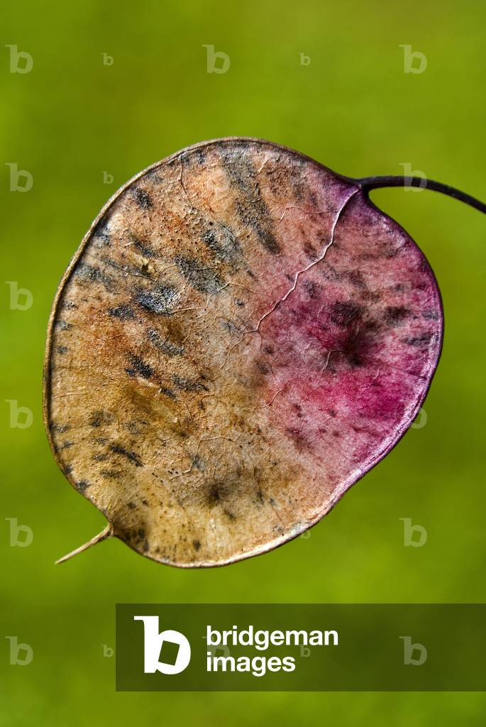 Honesty (Lunaria annua) close-up of seed pod (photo)