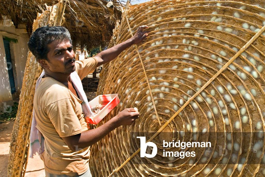 Man collecting cocoons from spinning mats (photo)