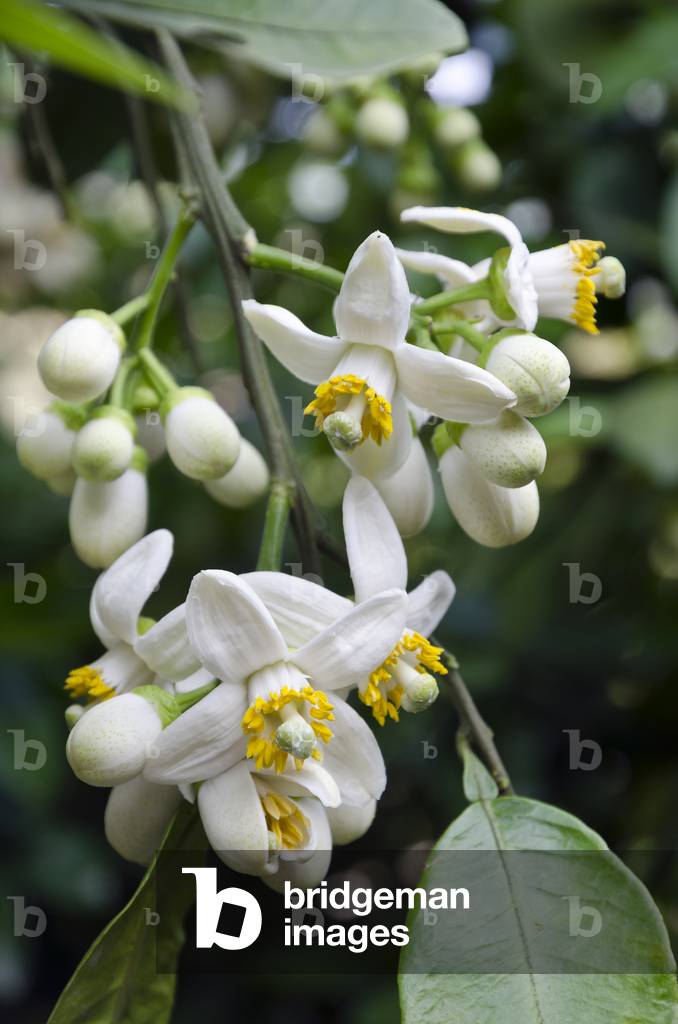Grapefruit (Citrus x paradisi) flowers on Nepali organic farm, Kahare, Chalnakhel, Kathmandu Valley, Nepal (photo)