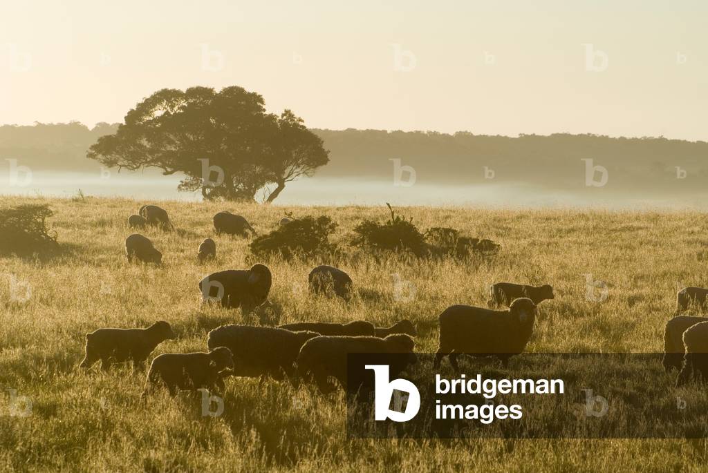 Silhouetted sheep grazing in field at sunrise nr. Yallingup, Western Australia (photo)