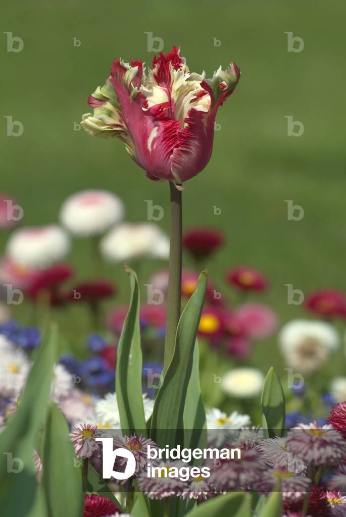 Cultivated tulip in a garden display, Singleton Botanic Gardens, Swansea, South Wales, United Kingdom (photo)