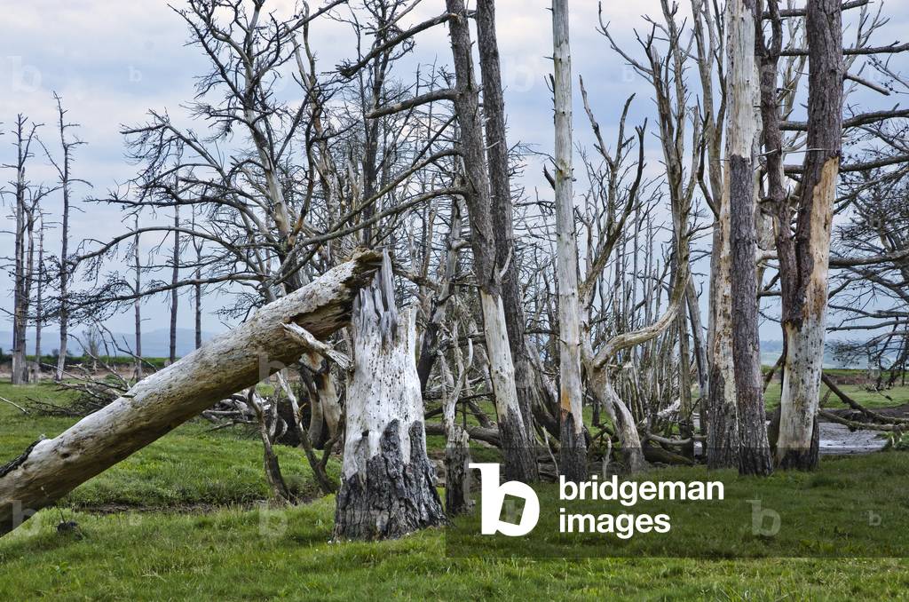 Dead and splintered trees along creek in salt marsh Cwm Ivy Marsh, Llanmadoc, Gower, South Wales, UK (photo)