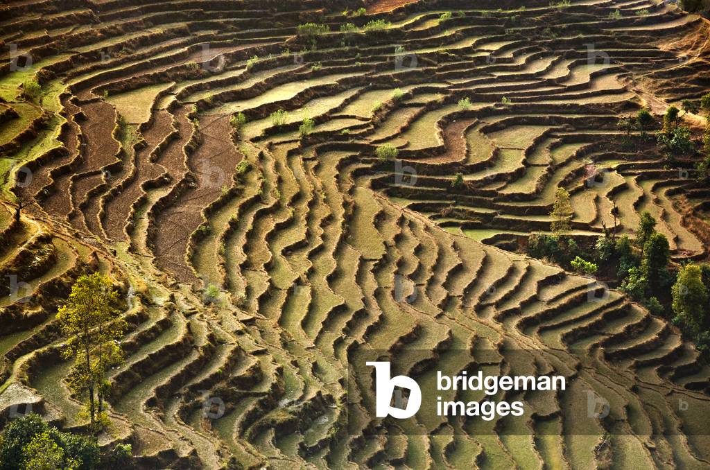 Terraced fields in Himalayan foothills above Begnas Lake, 
near Pokhara, Nepal (photo)