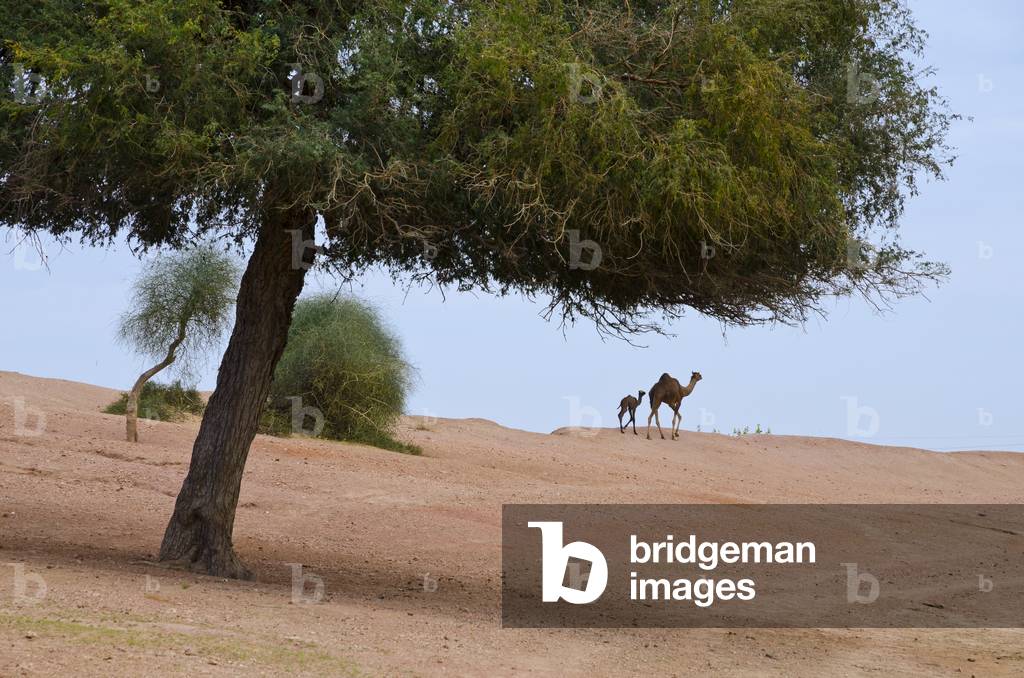 Camel and calf walking in desert behind trees, Rajasthan, India (photo)