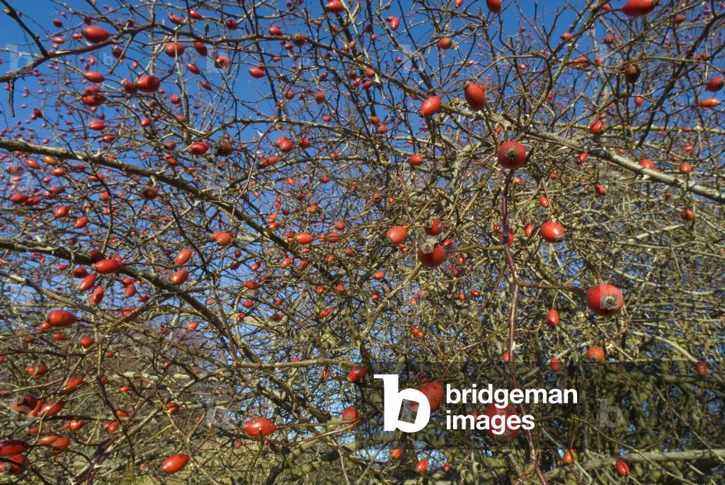 Rosehip hedge on field edge, near Volkmarsen, Hesse, Germany (photo)