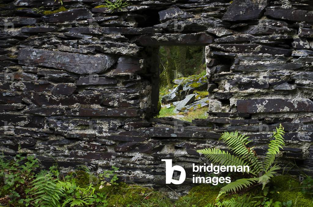 Wall and Window in Delerict Miner's Cottage, Dinorwic Quarry (now Padarn Country Park), Llanberis,
Snowdonia, Gwynedd, North Wales, UK (photo)