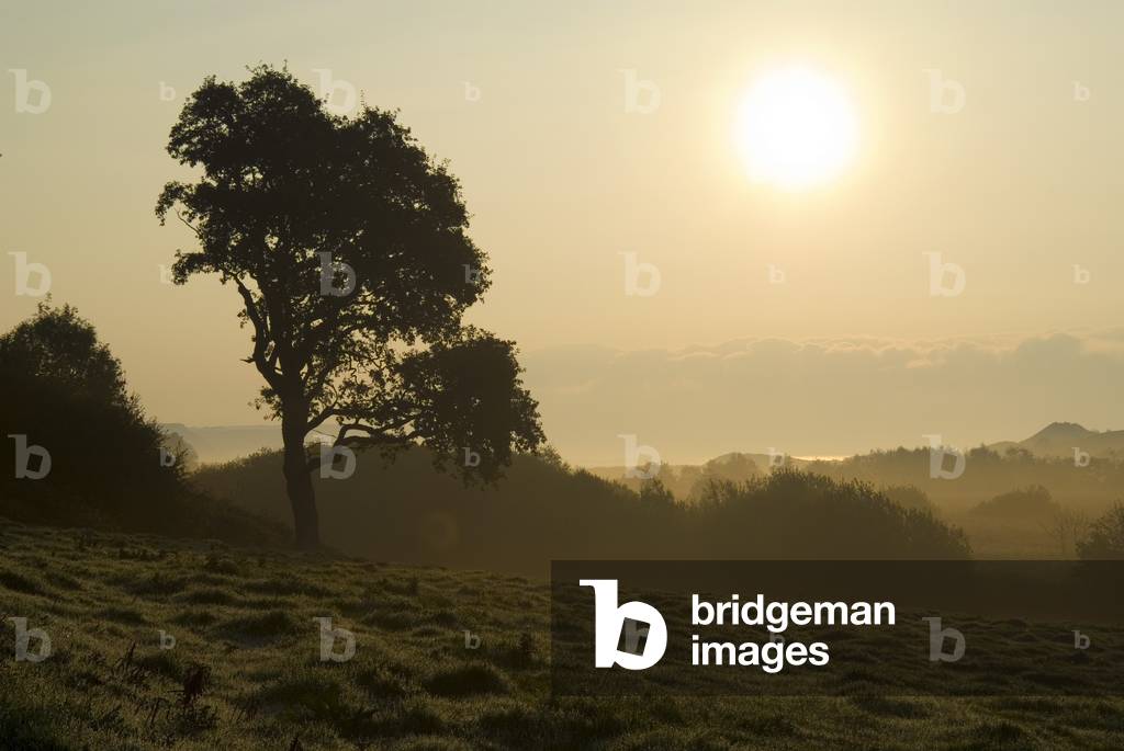 Oak tree silhouetted in sunrise light, Nicholaston Woods, Oxwich Marsh, Gower, South Wales, UK (photo)