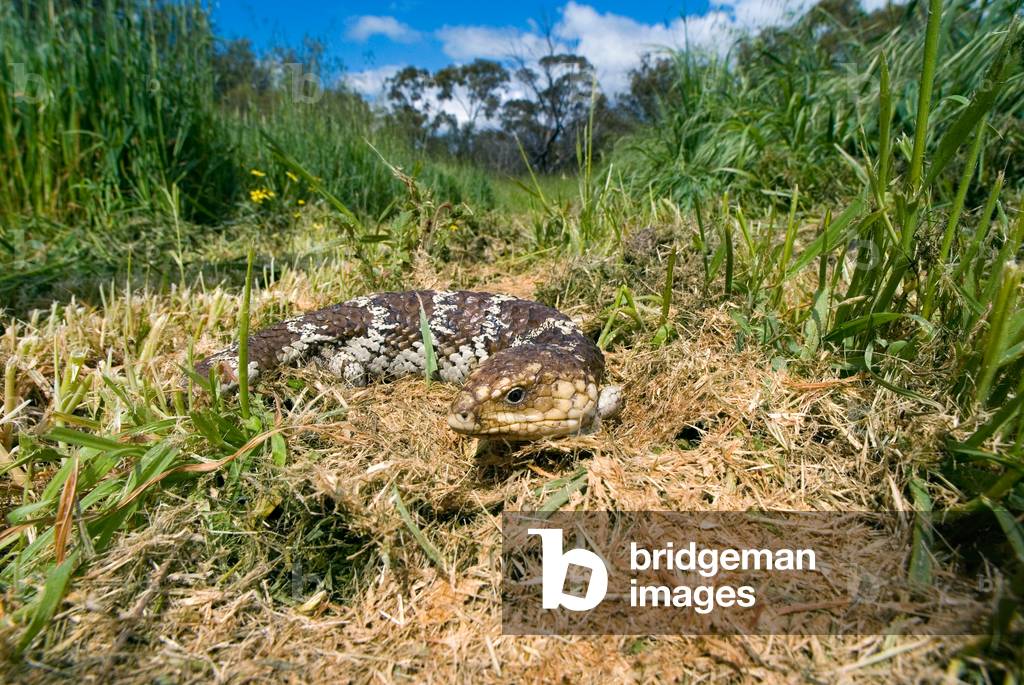 Bobtail aka. shingleback (Tiliqua rugosa) skink lizard on bushland footpath nr. Northam, Central Wheatbelt, Western Australia (photo)