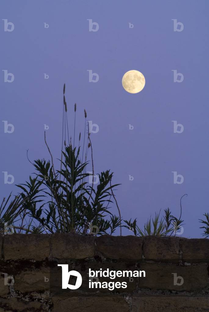 Full moon rising above grasses growing on a stone wall, Harnham, near Belsay, Northumberland, United Kingdom (photo)