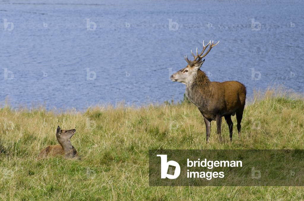Red Deer (Cervus elaphus) stag and hind during rut on the edge of Loch Ranza, Lochranza, Isle of Arran, North Ayrshire, Scotland, UK (photo)