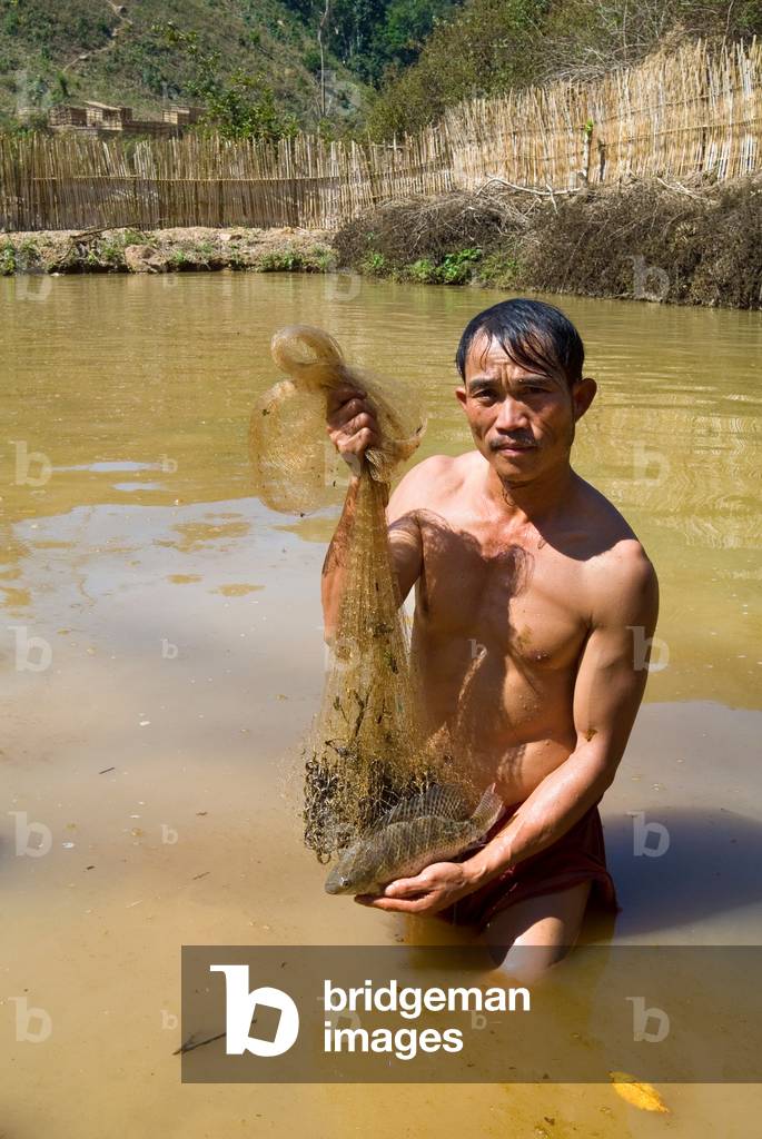 Villager (male) in fishpond showing hand-netted fish in remote tropical forest village,
Korsan Tai, Phienghong, Nonghet District, Xieng Khouang Province, Laos, Indochina, Southeast Asia
MORE INFO: UDIN (Integrated Upland Development in Nonghet), a project supporting the most isolated and underdeveloped communities in Nonghet District to bring a better standard of living and quality of life to its people through a broad participatory approach and active involvement of target beneficiaries,
implemented by Helvetas Laos, a Swiss Association for International Cooperation & Development, see: www.helvetas-laos.org