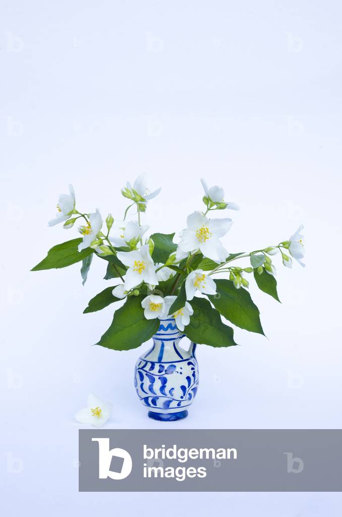 Mock Orange (Philadelphus sp.) flowering in a blue-white vase, 2020 (photo)
