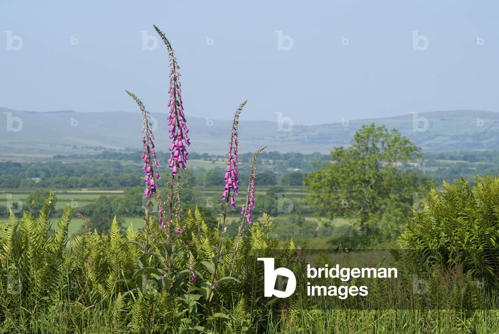 Flowering Foxgloves (Digitalis purpurea) in Preseli Hills countryside, near Penygroes, Pembrokeshire Coast National Park, West Wales, United Kingdom (photo)