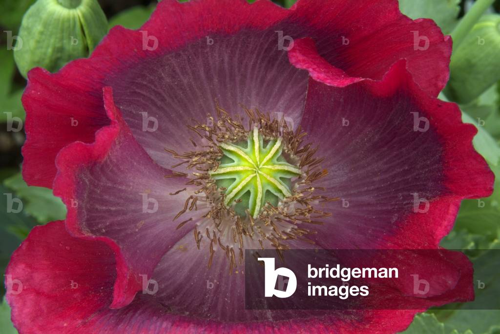 Poppy, Papaver somniferum (photo)