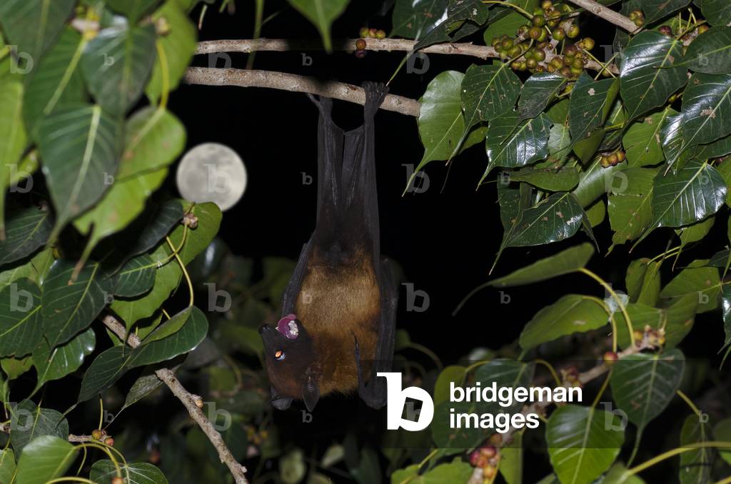 Indian flying fox hanging upside down in fruiting peepal tree in front of full moon,
Jodhpur, Rajasthan, India (photo)