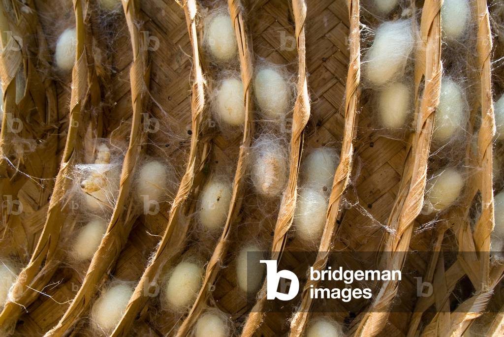 Cocoons on spinning mat (photo)