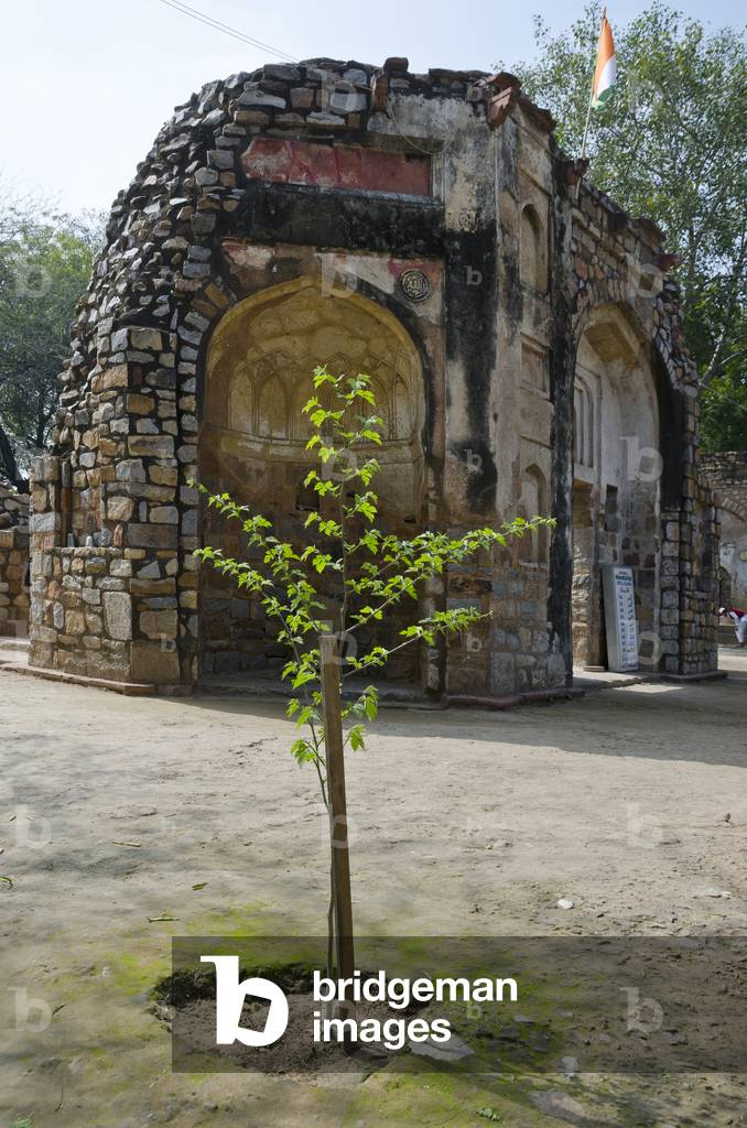 Newly planted tree in front of the old, roofless Sohailwali Mosque, Mehrauli Archaeological Park, Delhi, India (photo)
