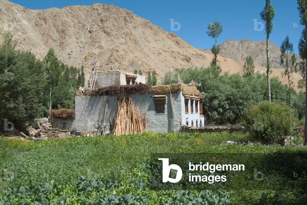 Traditional self-sufficient Ladakhi house with firewood & fodder drying on roof, stripped poplar poles for building work standing on side, surrounded by kitchen garden Sankar, Leh, Ladakh, Himalayas, Jammu and Kashmir, India (photo)