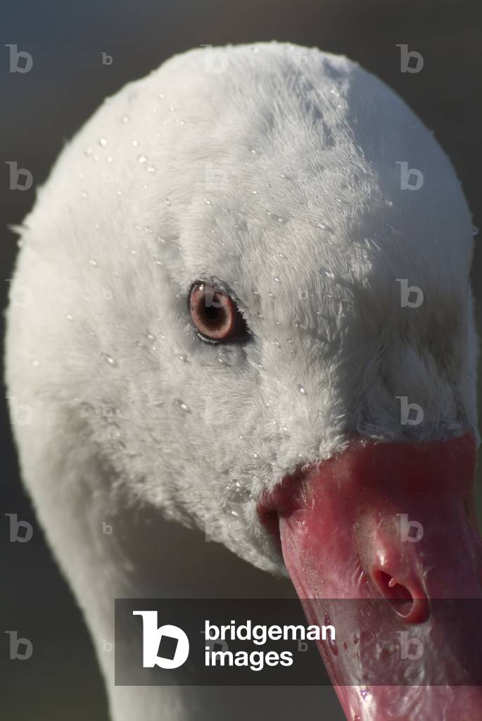 Coscoroba swan (Coscoroba coscoroba), National Wetlands Centre Wales, Llanelli, Carmarthenshire, South Wales, United Kingdom (photo)