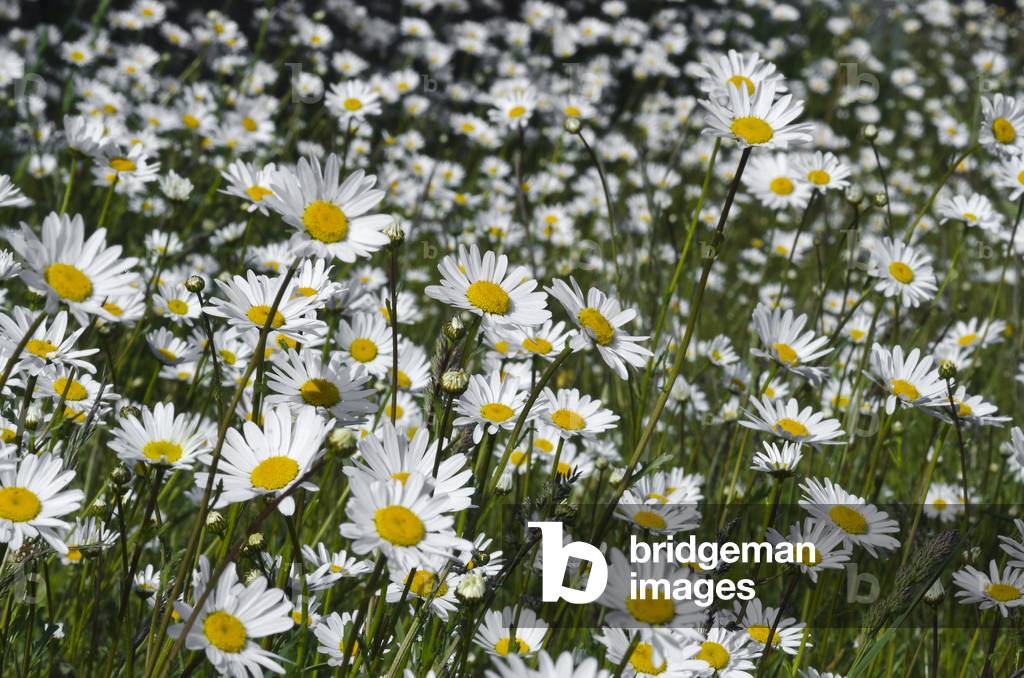 Ox-eye Daisies (Leucanthemum vulgare) flowering in a meadow, Gower, South Wales, United Kingdom, 2020 (photo)