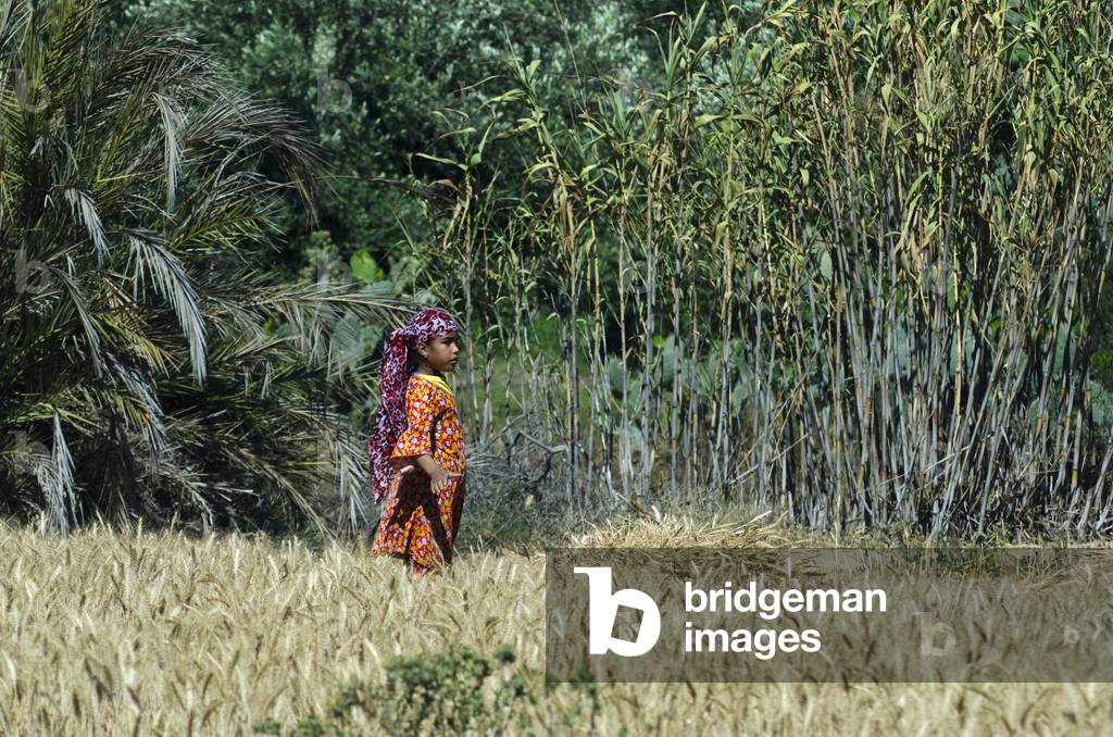 Young Berber  girl harvesting barley field in Oued Souss valley, Agadir Talba, nr. Ait Aiaaza, Taroudant, Souss-Massa-Draa Region, Morocco (photo)