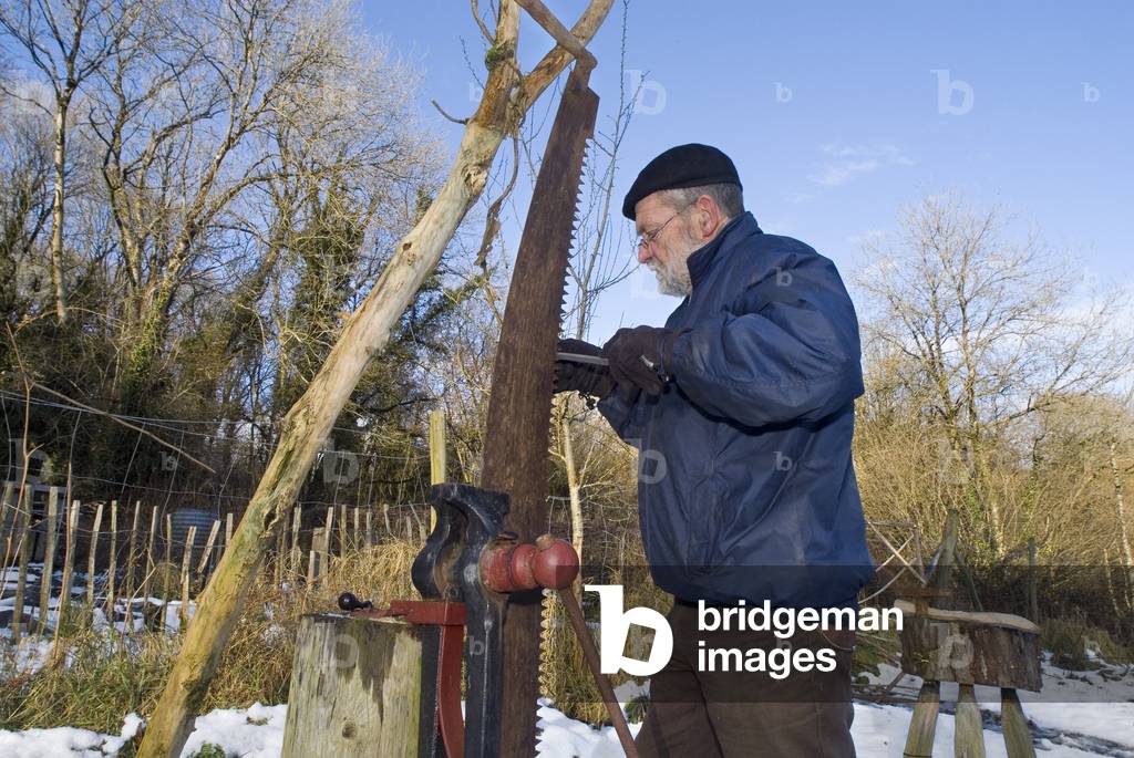 Forester or Woodcraft worker sharpening traditional double-handled 2-man crosscut saw, Bishopswood, Gower, South Wales (photo)