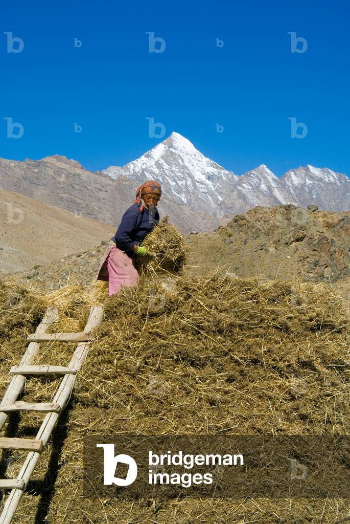 Traditional farming: Zanskari village woman building up barley straw stack in front of snow-capped peaks in remote Himalayan valley, Reru (Raru) Lungnak Valley, Zanskar, Ladakh, Jammu and Kashmir, Himalayas, India (photo)