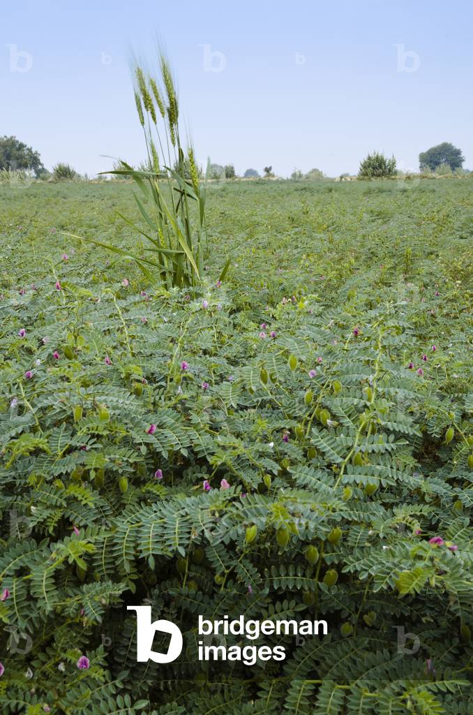 Desert agriculture & rainwater harvesting: Chickpea crop in field, Thar Desert, Rajasthan, India (photo)