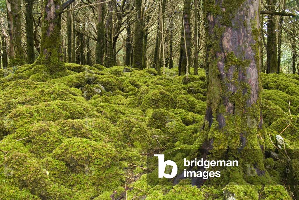 Rare pure Yew (Taxus baccata) woodland habitat, Reennadinna Wood, Muckross, Killarney National Park, Kerry, Republic of Ireland (photo)