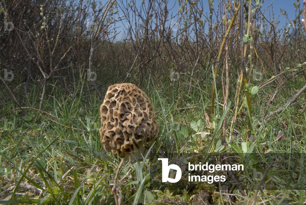 Morel fungus (Morchella esculenta) in willow (Salix repens) scrub habitat, Whiteford National Nature Reserve, Gower, South Wales, United Kingdom (photo)