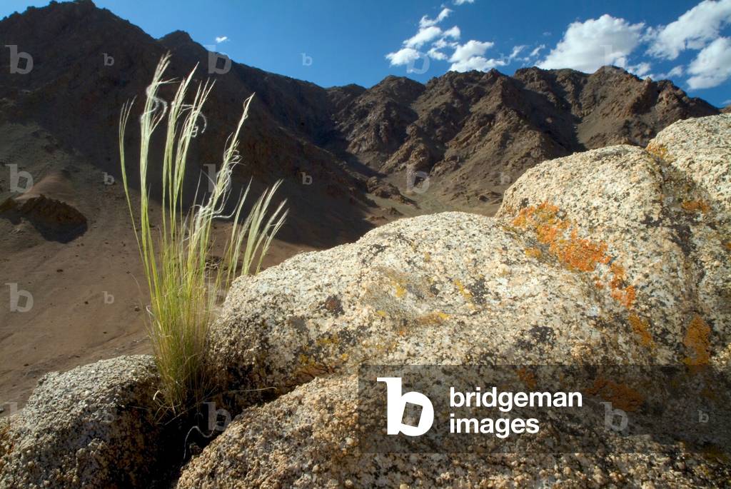 Himalayan landscape: Clump of grasses growing from rocks in high-altitude desert n/w of Upper Changspa, Leh, Ladakh, Himalayas, Jammu and Kashmir, India  (photo)