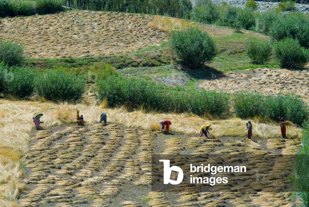 Subsistence farming: Balti villagers harvesting barley fields in remote Himalayan valley
between Sanku & Bartu, Phulangpa Valley, Suru Valley, Kargil District, Western Ladakh, Jammu & Kashmir, India