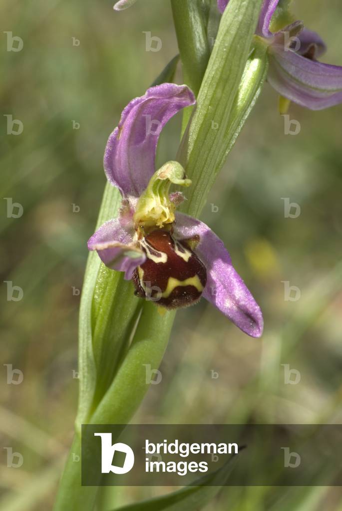 Bee orchid (Ophrys apifera), Three Cliffs Bay, Gower, South Wales, United Kingdom (photo)