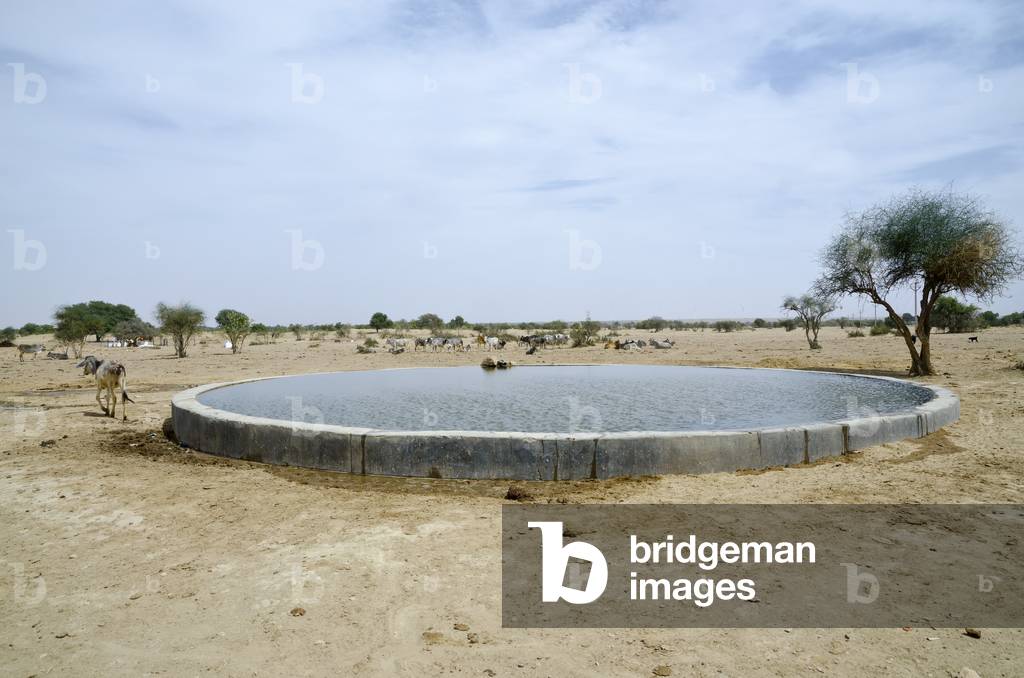 Cattle around communal pond in desert village, Khabha, Thar Desert, Rajasthan, India (photo)