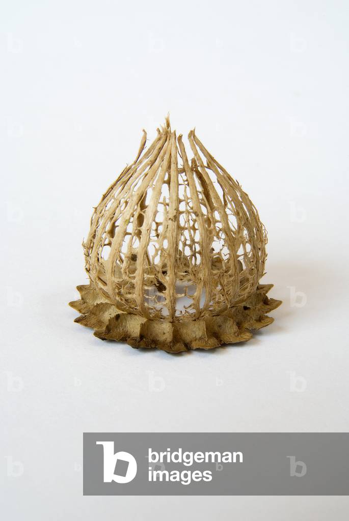 Skeleton of poppy seed capsule (Papaver orientale) (photo)