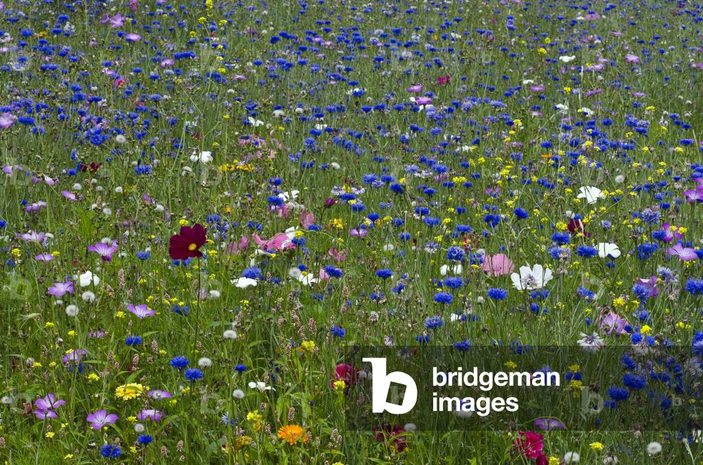 Ornamental Flower Meadow (predominantly blue Cornflowers - Centaurea cyanus), Singleton Park, Swansea, South Wales, UK (photo)