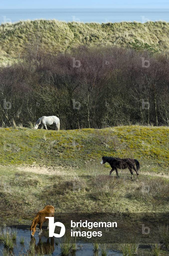 Gower Ponies grazing & drinking in coastal sand dunes, Oxwich National Nature Reserve, Gower, South Wales, United Kingdom (photo)
