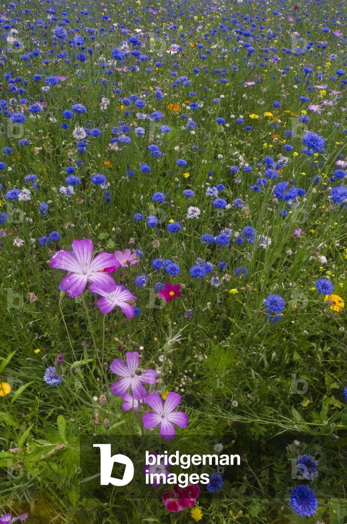 Ornamental Flower Meadow (predominantly blue Cornflowers - Centaurea cyanus), Singleton Park, Swansea, S.Wales, UK (photo)