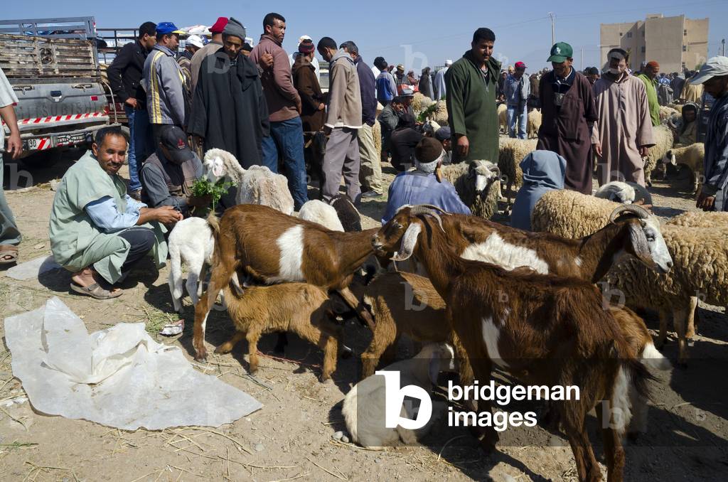 Goats and sheep on Moroccan Berber (Amazigh) town livestock market  Taroudant, Souss-Massa-Draa Region, Morocco (photo)