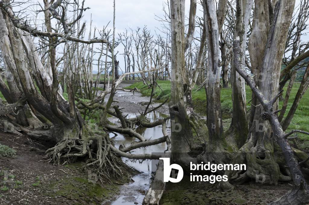 Dead trees along creek in salt marsh Cwm Ivy Marsh, Llanmadoc, Gower, South Wales, UK (photo)