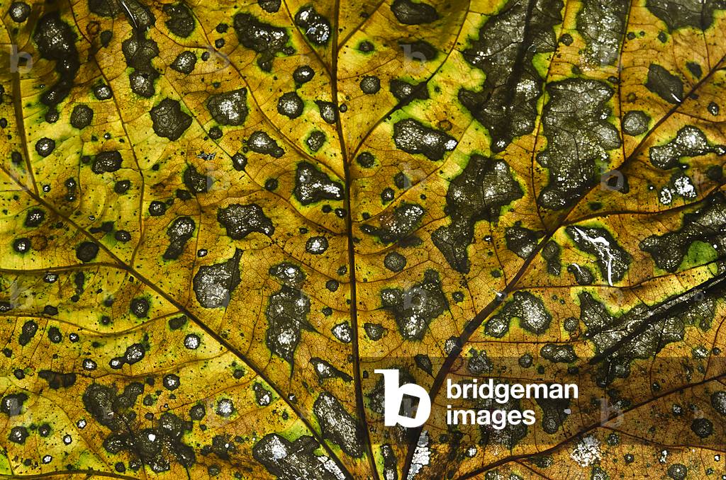 Decaying sycamore leaf, Bishops Wood Nature Reserve, Gower, South Wales (photo)