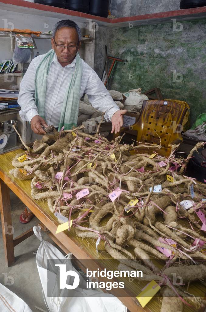 NGO technician in field office examining tagged yam roots in drought-resistant crops, Majhthana, near Pokhara, Nepal (photo)